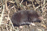 short-tailed shrew